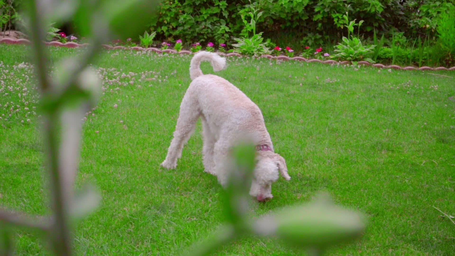 狗在院子里玩耍视频的预览图