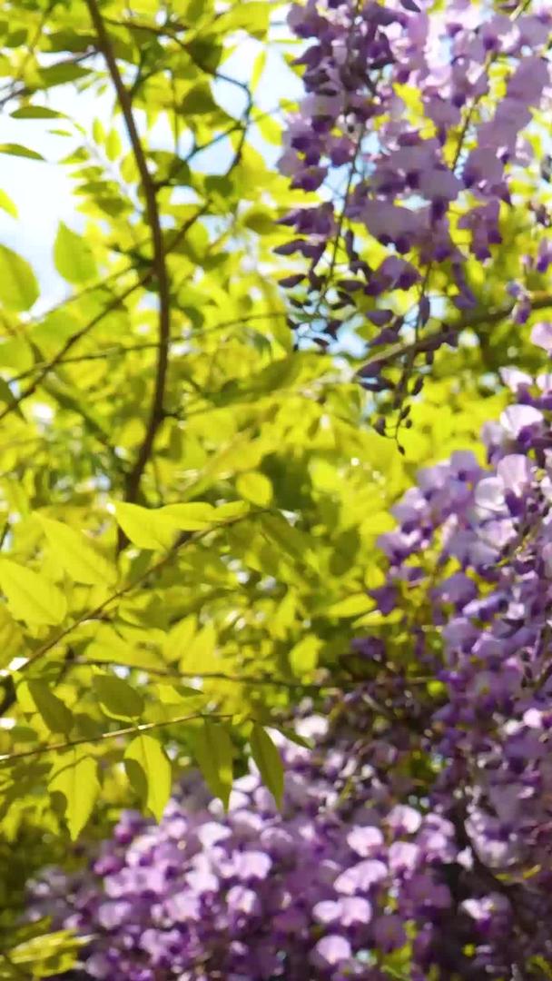 盛开的紫罗兰视频的预览图