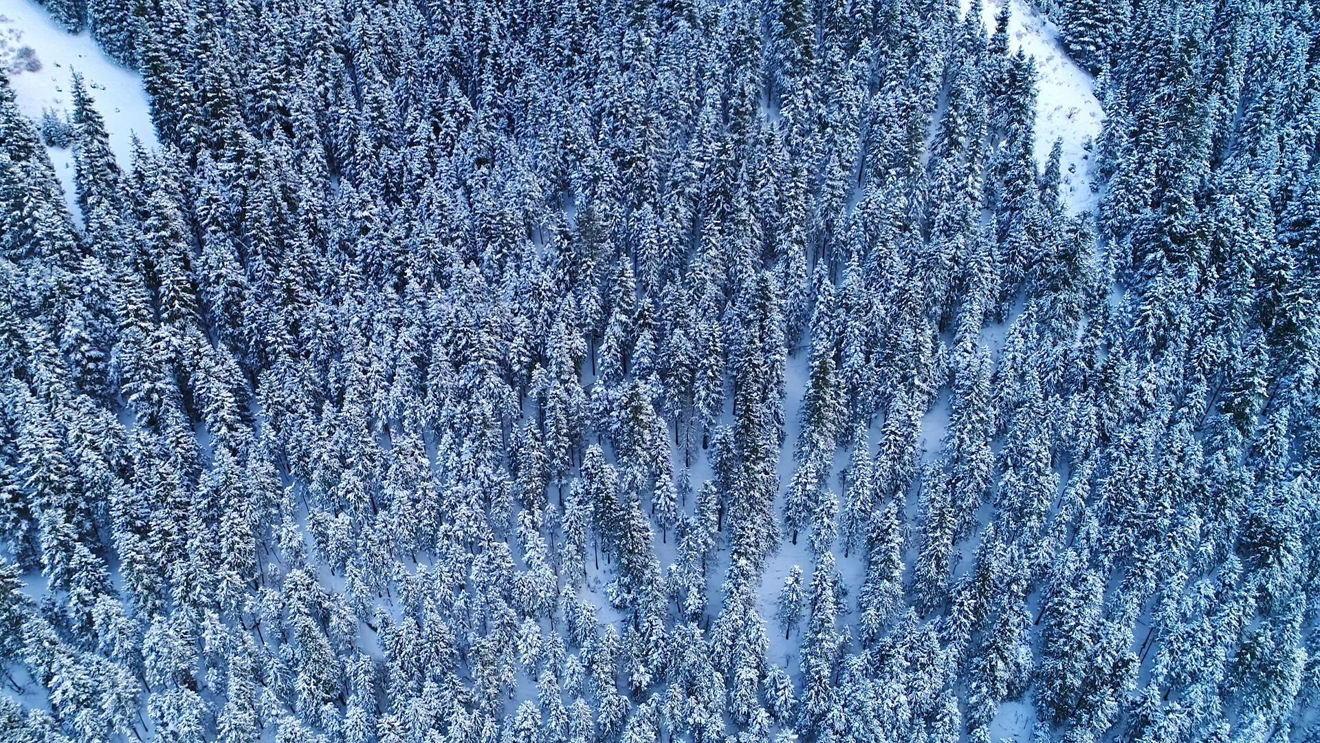 冬天峡谷云杉树航拍视频的预览图