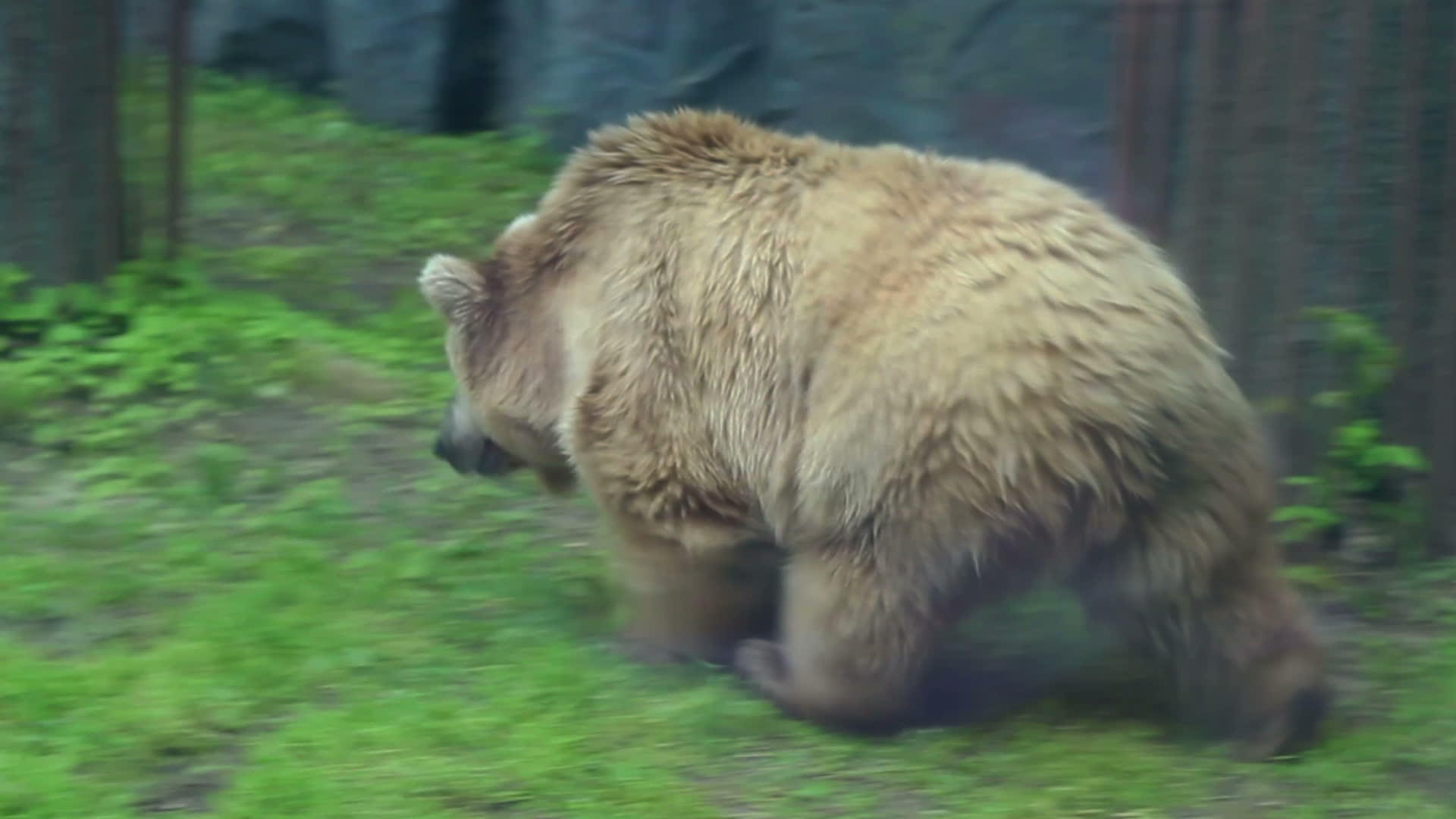 公园里的北极熊视频的预览图