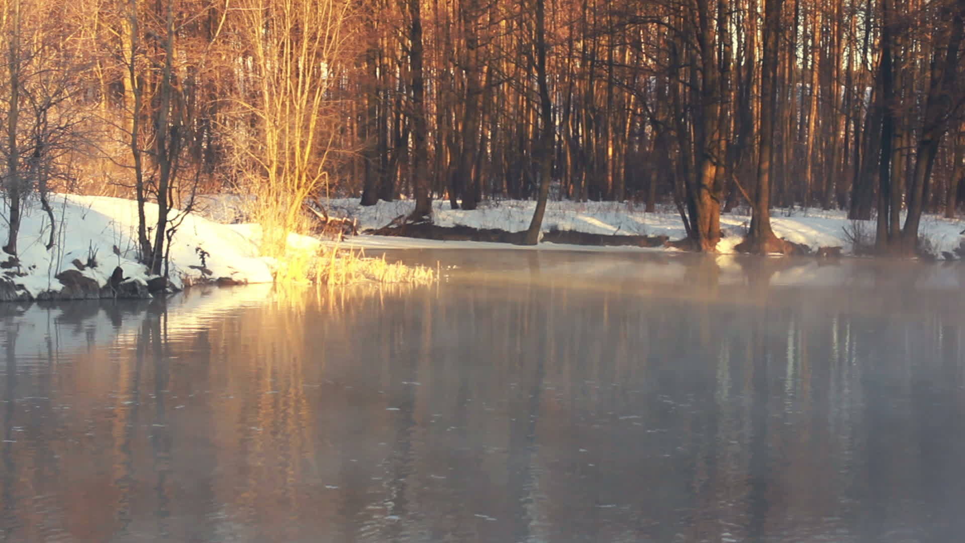 冬季森林雪景视频的预览图