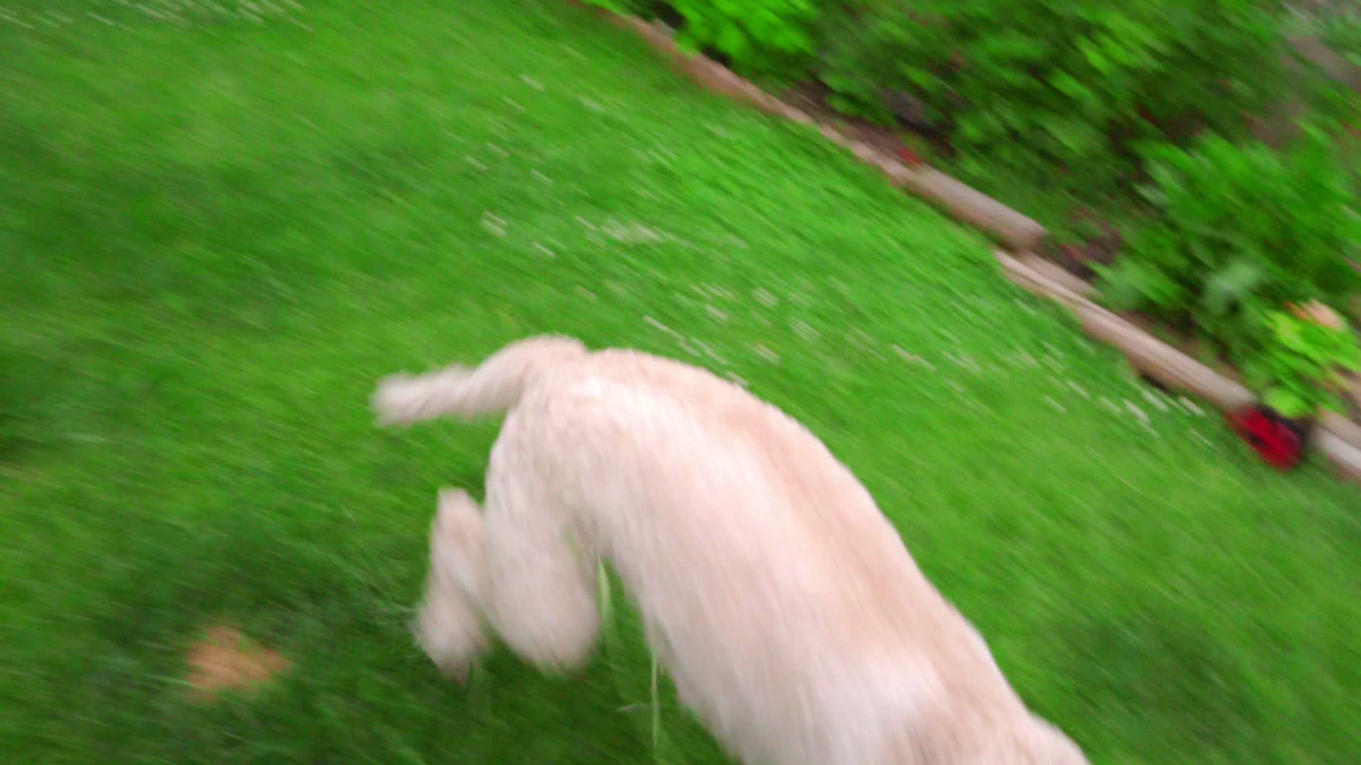 狗狗蹦跑视频的预览图