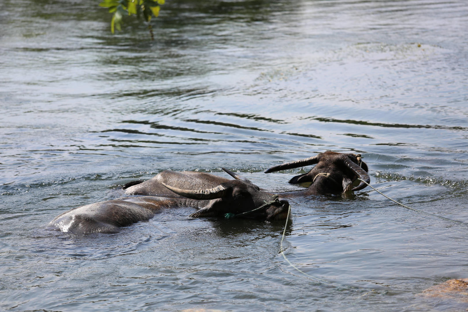 河中水牛洗澡视频的预览图
