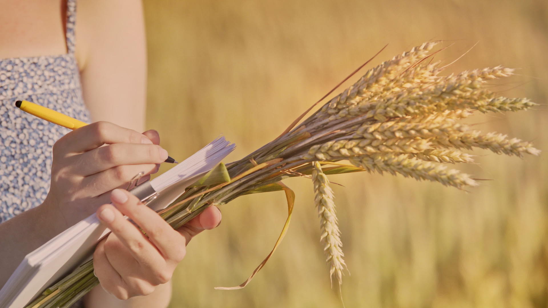 女性研究人员在实验稻田中做出记录视频的预览图