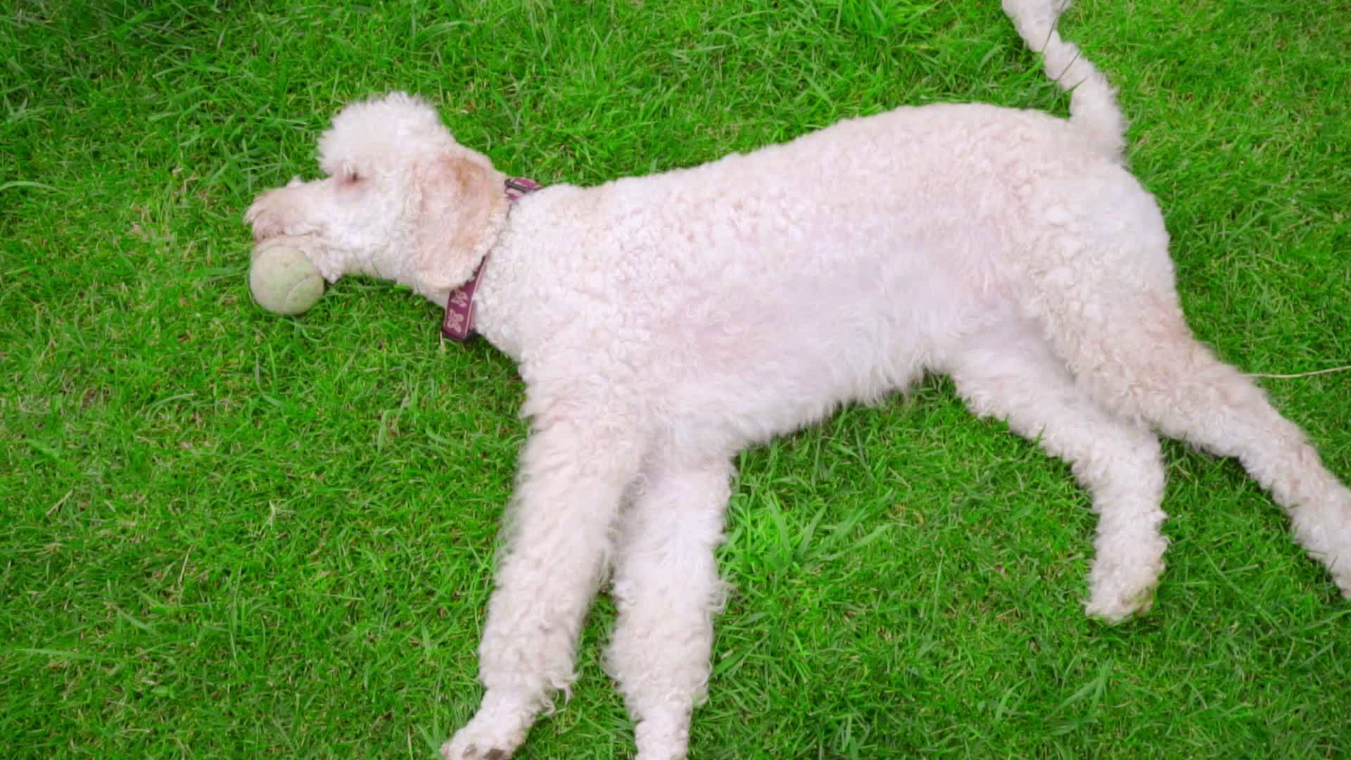 草地上的宠物狗视频的预览图