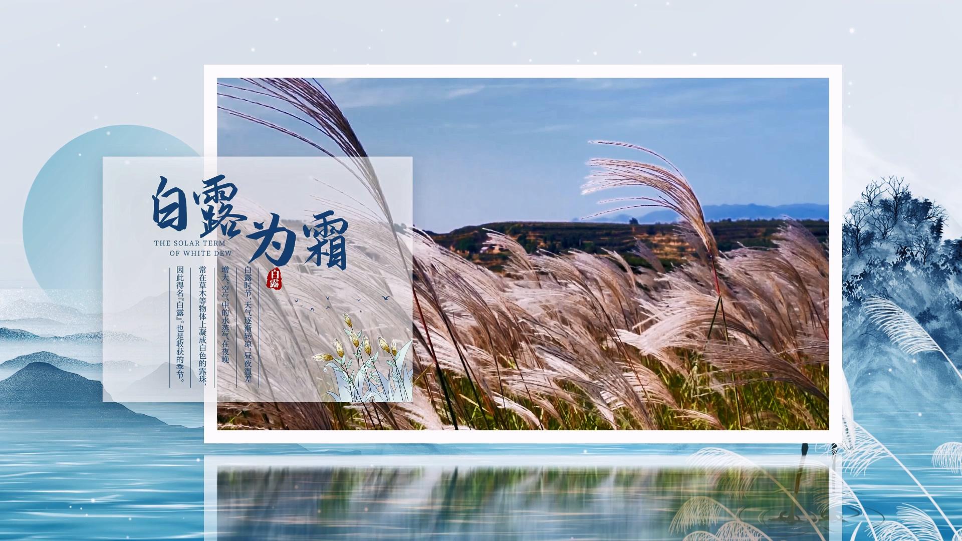 简洁大气中国风白露图文展示AE模板视频的预览图