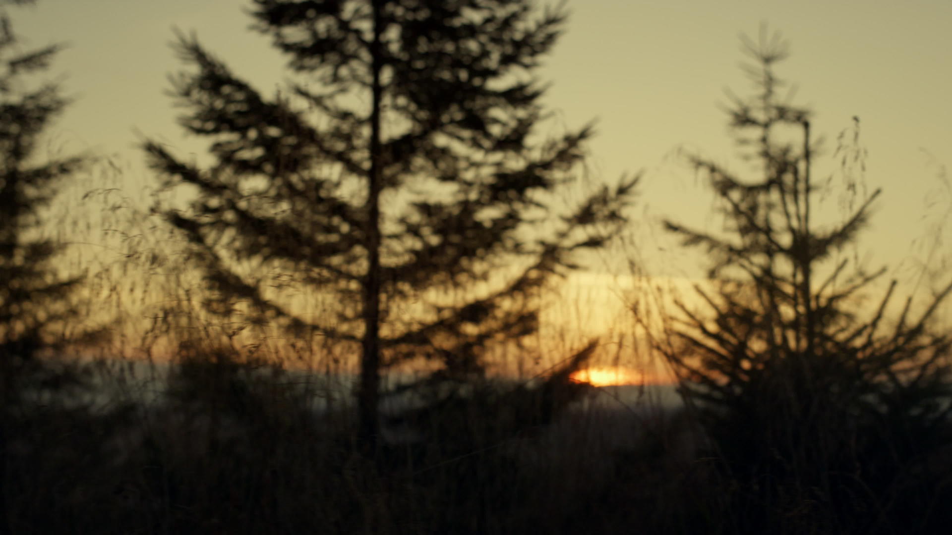 日落在婆娑的树影下视频的预览图