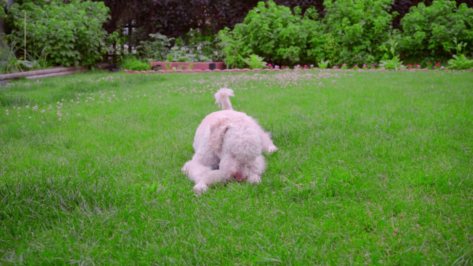 草地上的狗子视频的预览图
