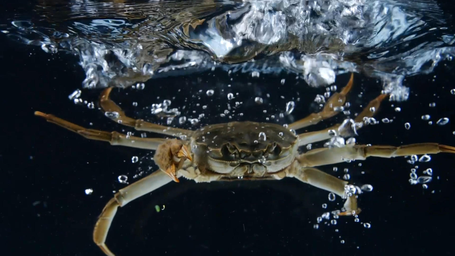 升格螃蟹入水大闸蟹入水海鲜入水视频的预览图