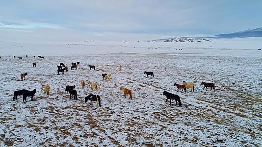 冬天草原上的马吃草视频的预览图