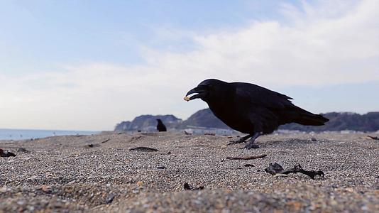 日本镰仓海滩的乌鸦视频的预览图