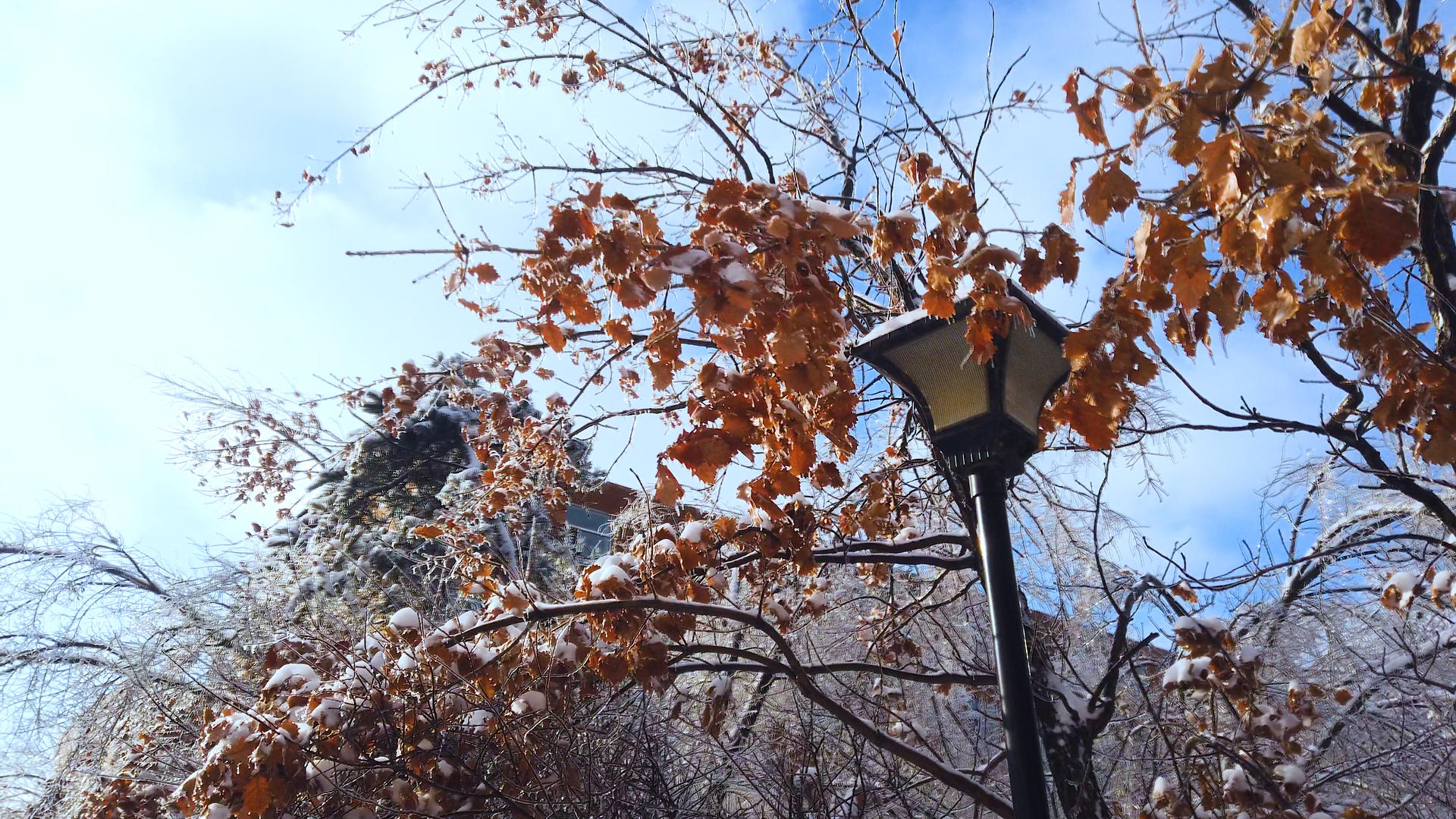 4K拍摄唯美冬季镜头雪花覆盖的路灯视频的预览图