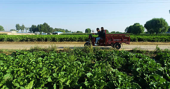 新农村农民菜地收菜4K航拍视频的预览图