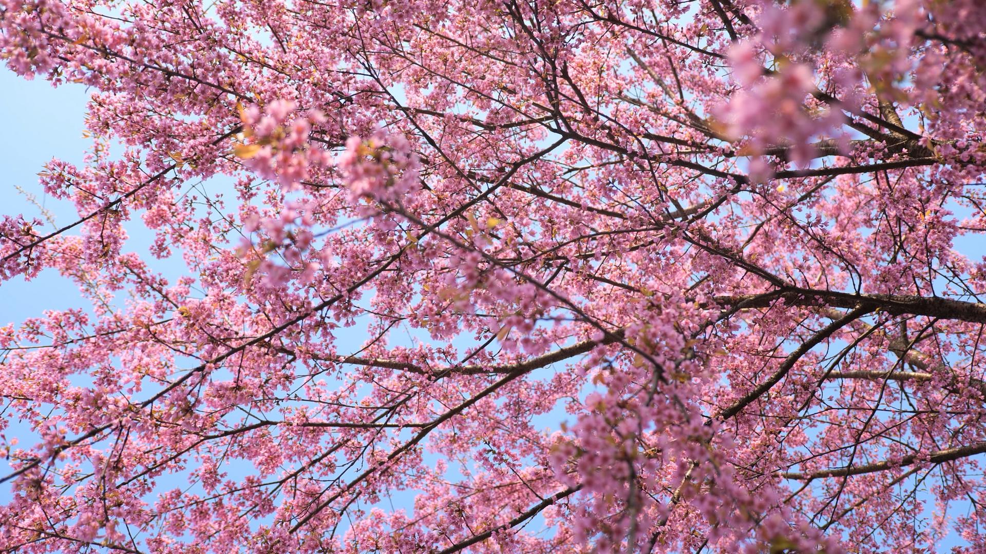 4K樱花盛开茂盛树木视频素材视频的预览图