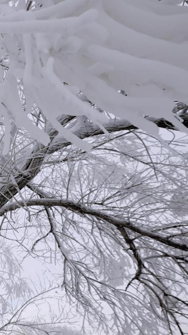 东北国冰雪树枝雾凇岛浪漫视频的预览图