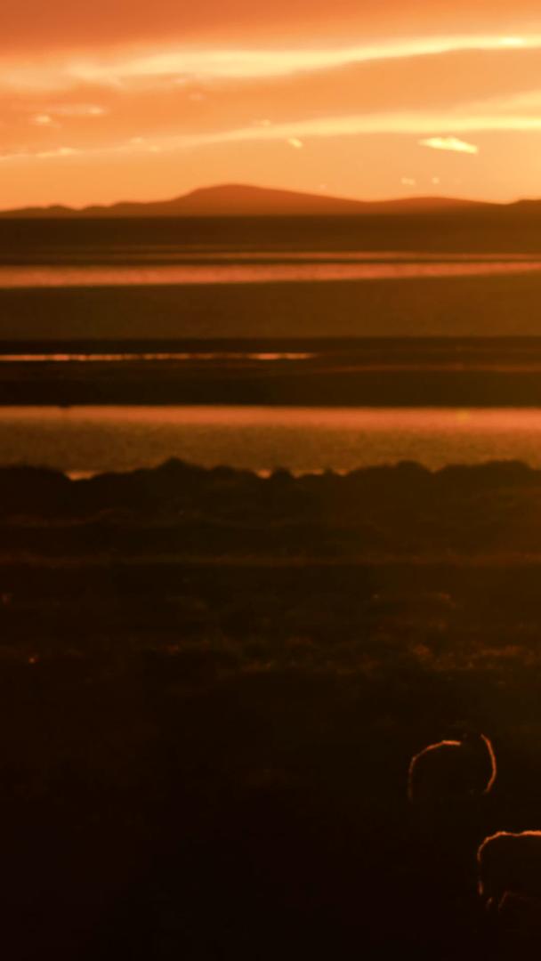 牧羊晚霞在高原湖旁的日落视频的预览图