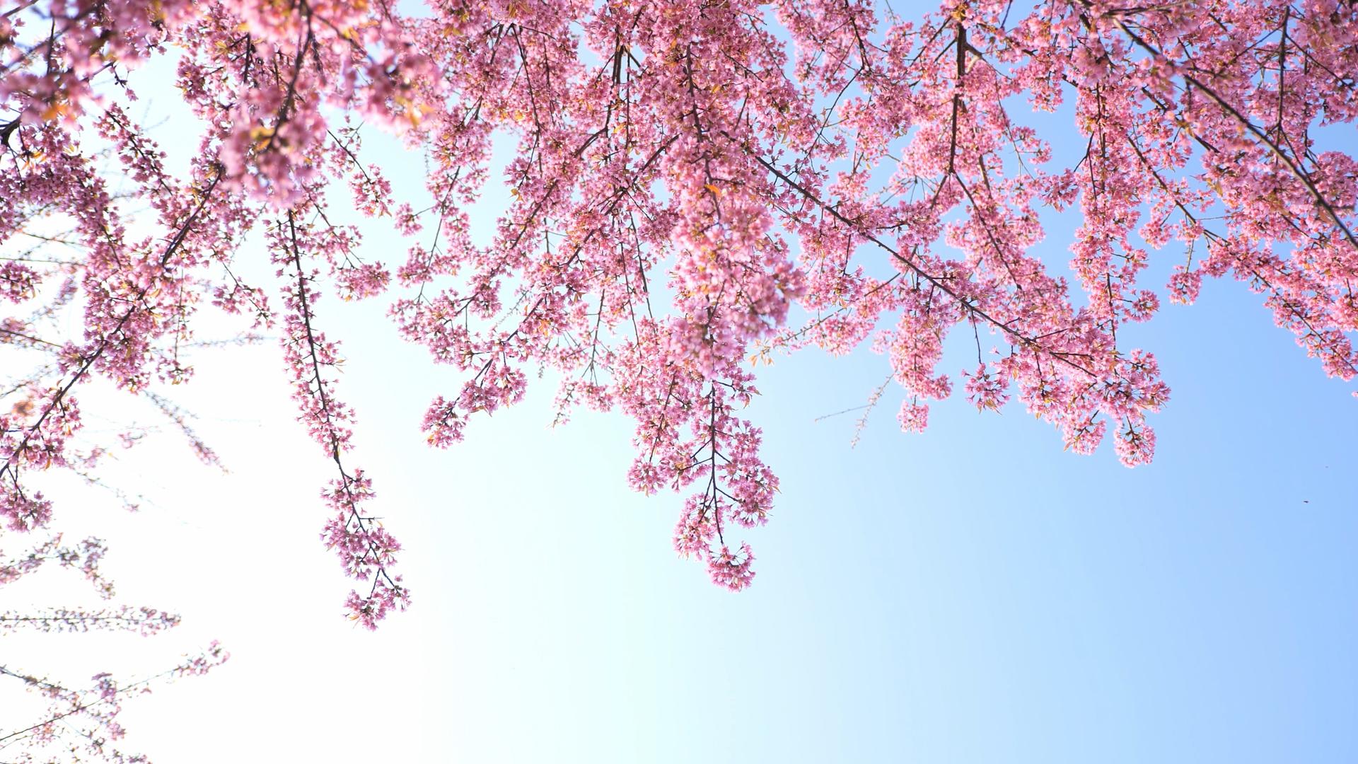 4K唯美阳光下盛开茂密的樱花视频素材视频的预览图