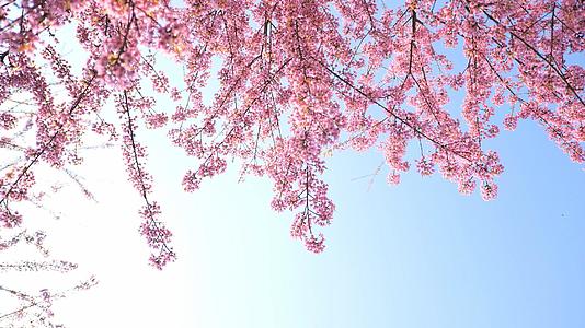 4K唯美阳光下盛开茂密的樱花视频素材视频的预览图