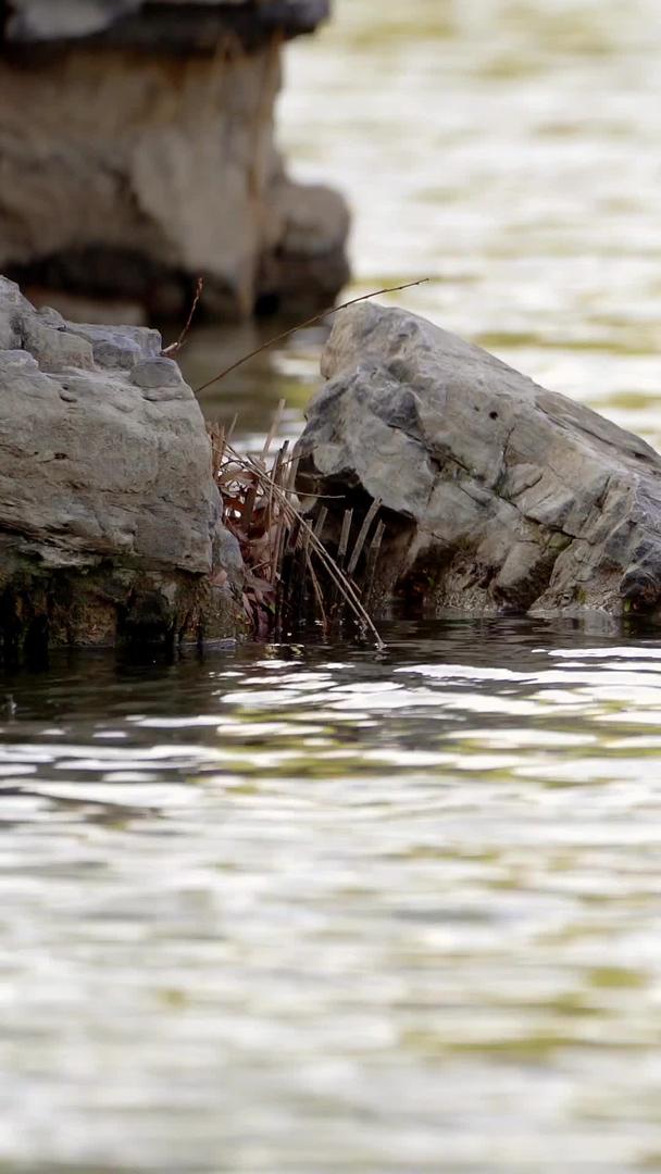 春天野鸭的实拍视频的预览图