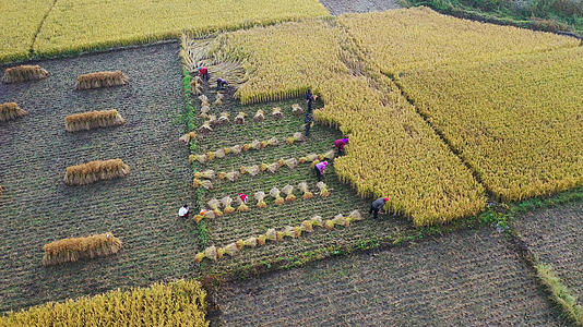 4K多角度航拍秋收稻田里收割稻谷的农民视频的预览图
