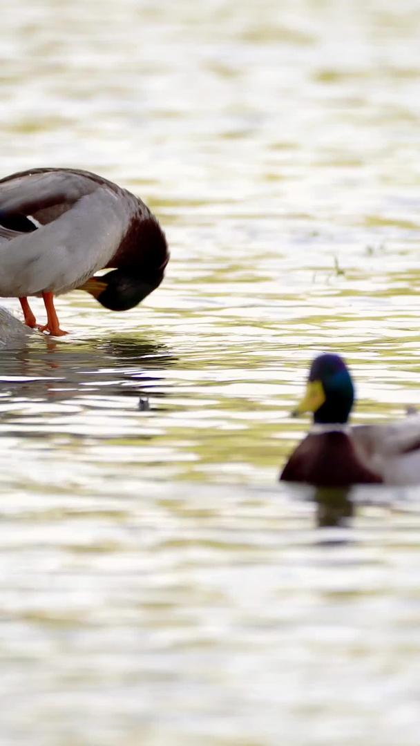 春天野鸭的实拍视频的预览图