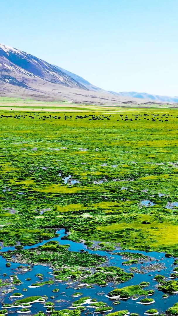绿色的西藏高原草原视频的预览图