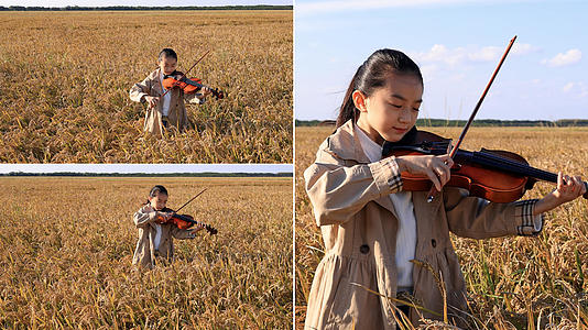 小女孩在金黄的稻田中演奏小提琴视频的预览图