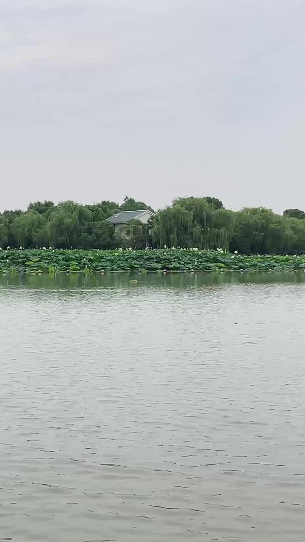荷花在大明湖畔视频的预览图