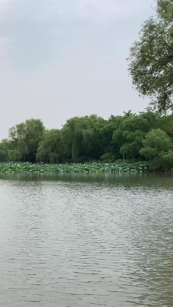 荷花在大明湖畔视频的预览图
