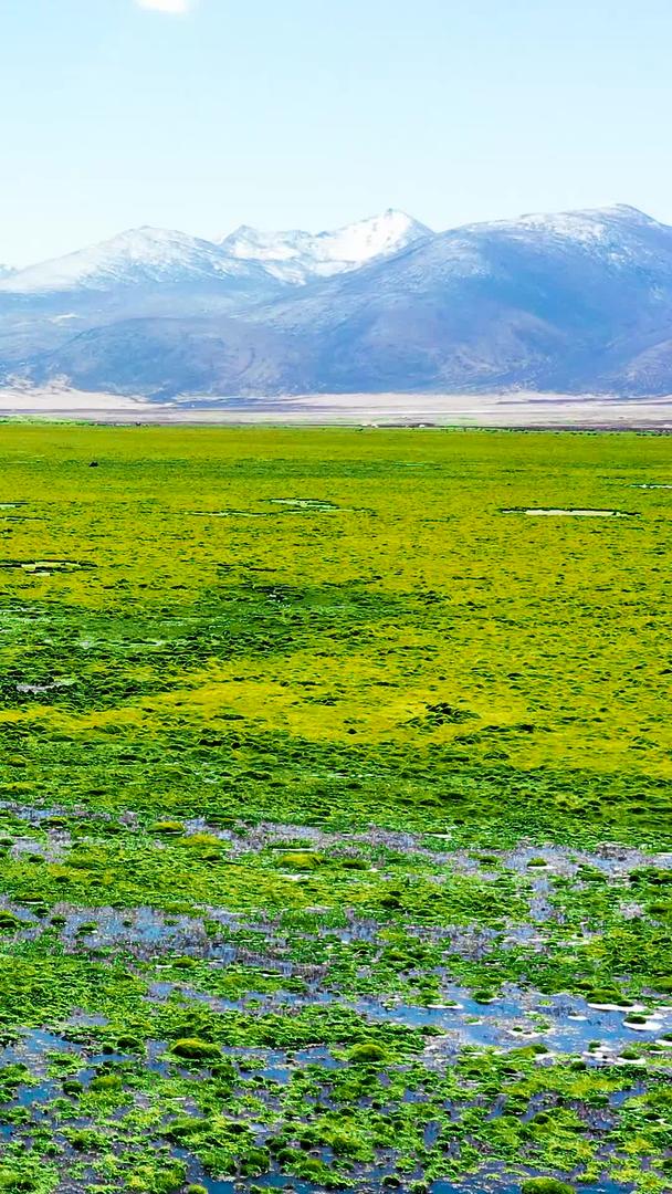 绿色的西藏高原草原视频的预览图