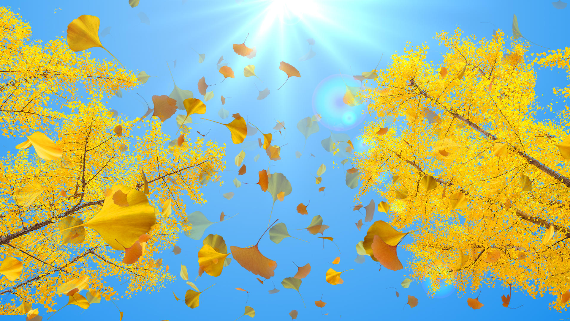 银杏叶飘落秋天背景视频的预览图