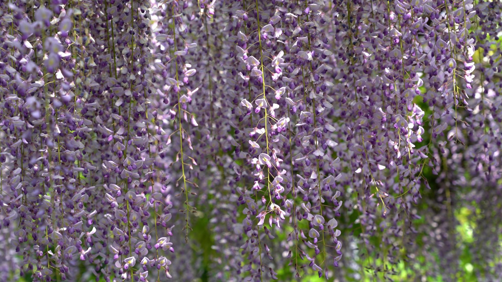 公园里的紫藤花视频的预览图