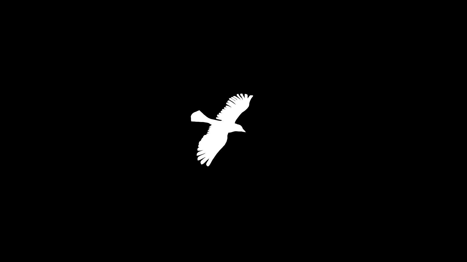 三维白鸽动画视频的预览图
