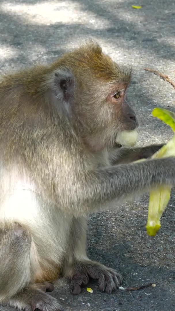 泰国猴庙猴子吃香蕉收藏品视频的预览图