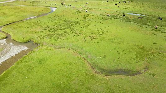 夏天草原上牛群活动视频的预览图