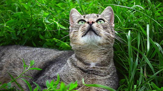 草里的猫视频的预览图