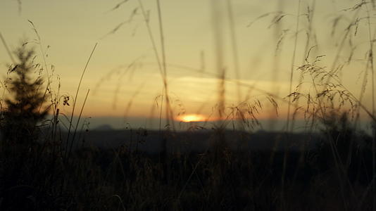 草丛后面的日出日落视频的预览图