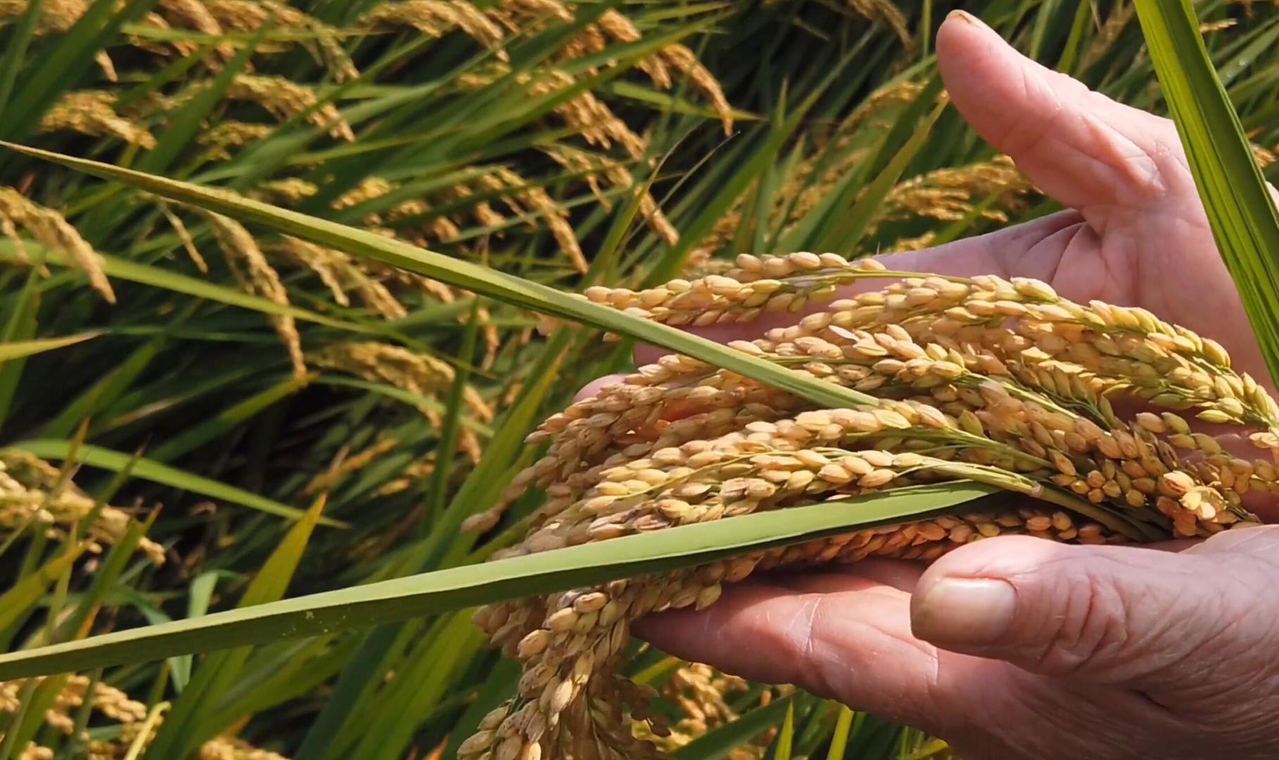 农民手上的水稻穗视频的预览图