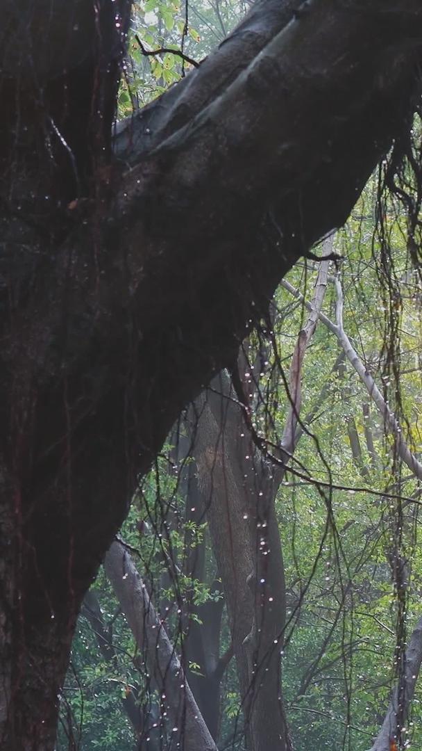 美丽的春天雨后阳光森林雨滴视频的预览图