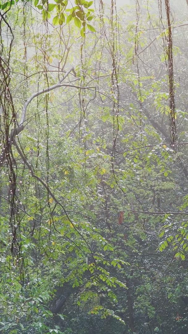 美丽的春天雨后阳光森林雨滴视频的预览图