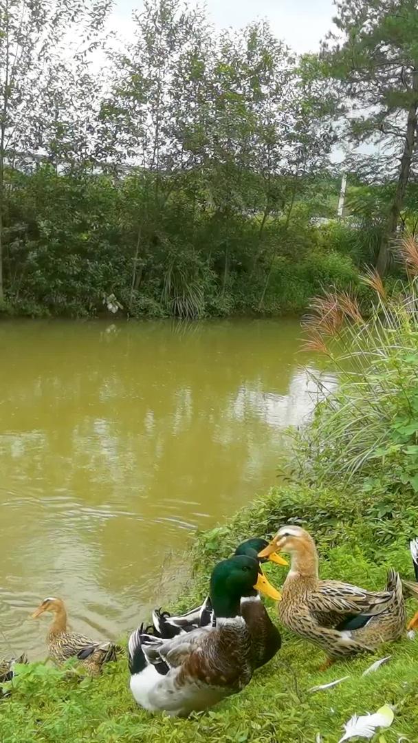 实拍生态农家散养鸭带声音视频的预览图