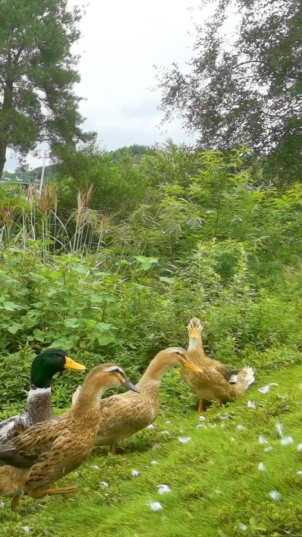 实拍生态农家散养鸭带声音视频的预览图