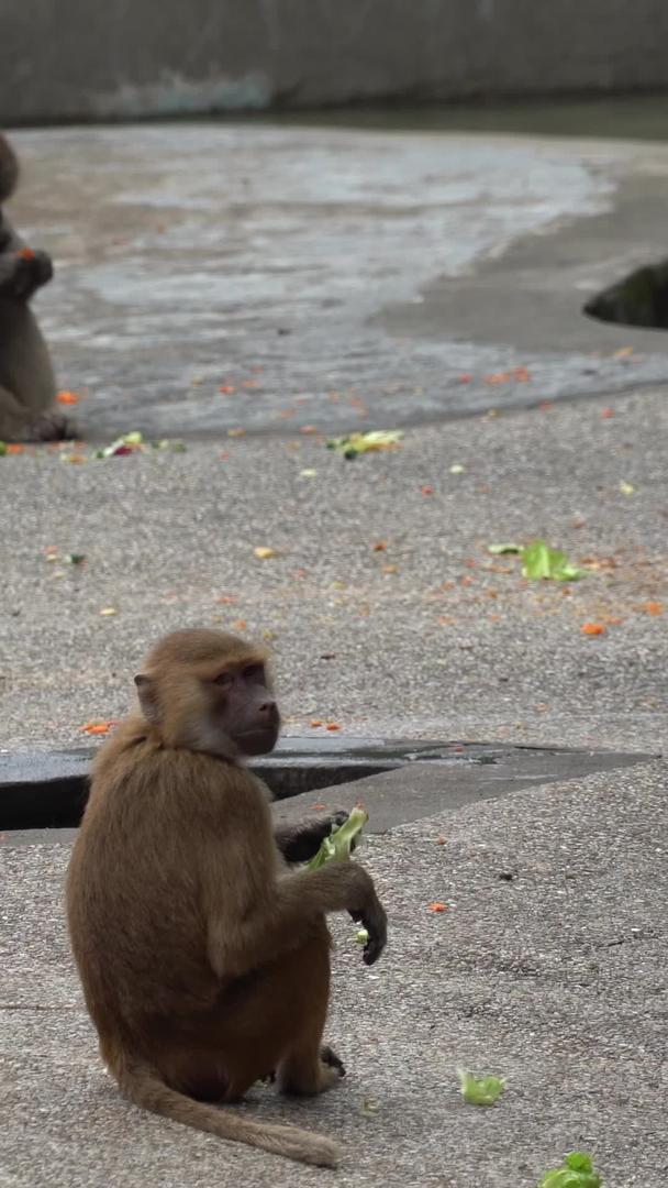 猴子在动物园视频的预览图