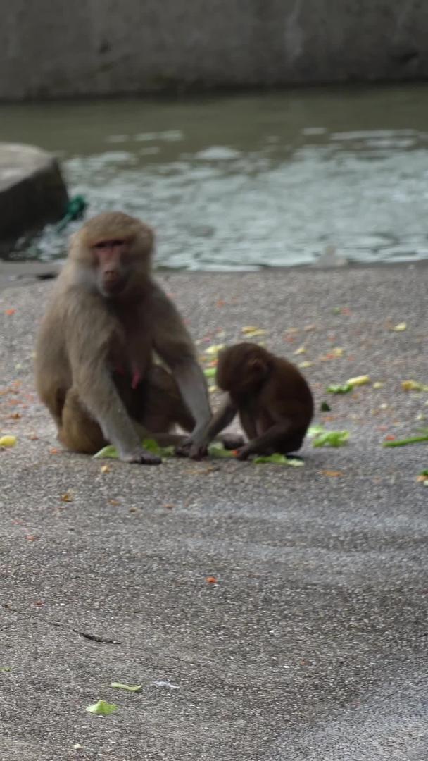 猴子在动物园视频的预览图