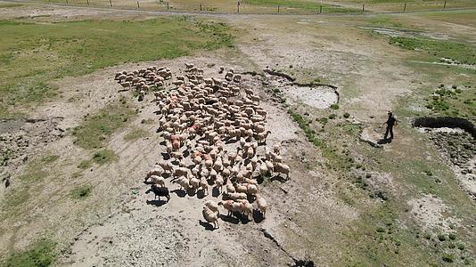 航拍高原大草原牧羊人羊群视频的预览图