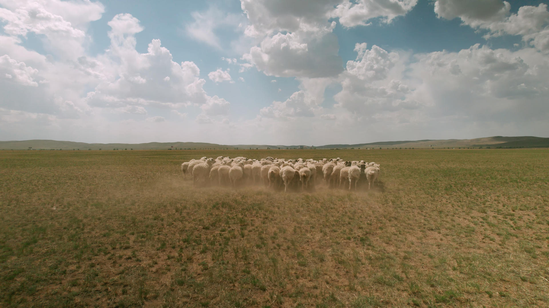 5k航拍蓝天下草原上奔跑移动的羊群视频的预览图