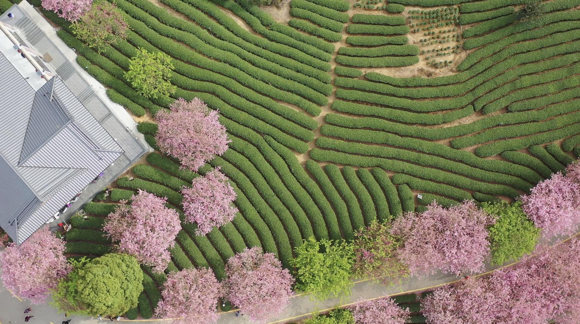 春季自然风光樱花与茶园航拍4K视频视频的预览图