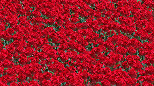 玫瑰花背景素材视频的预览图