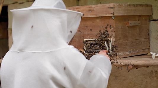 4k实拍农业养蜂人蜂场管理养护养护视频的预览图