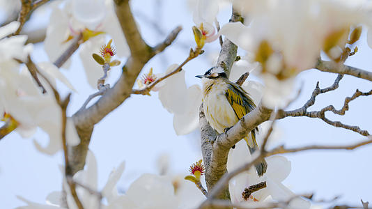 4K花丛中树枝小鸟儿春天季节美景色视频的预览图